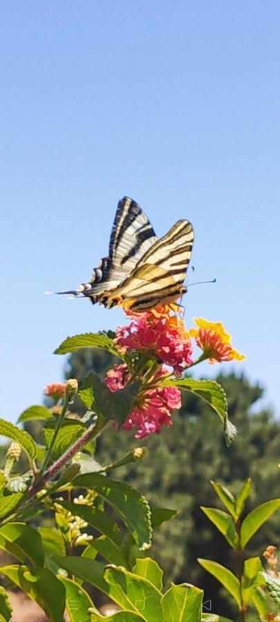 Quercus Villa Sesimbra Zewnętrze zdjęcie
